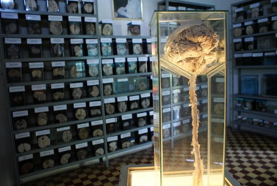 Museo del Cerebro