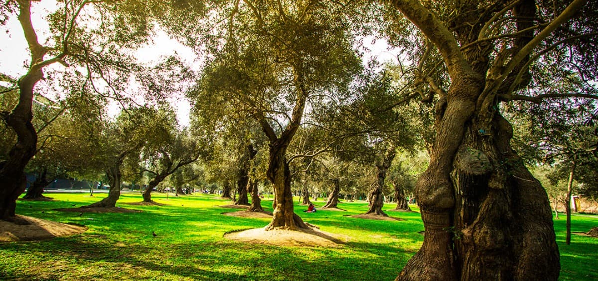 Parque El Olivar